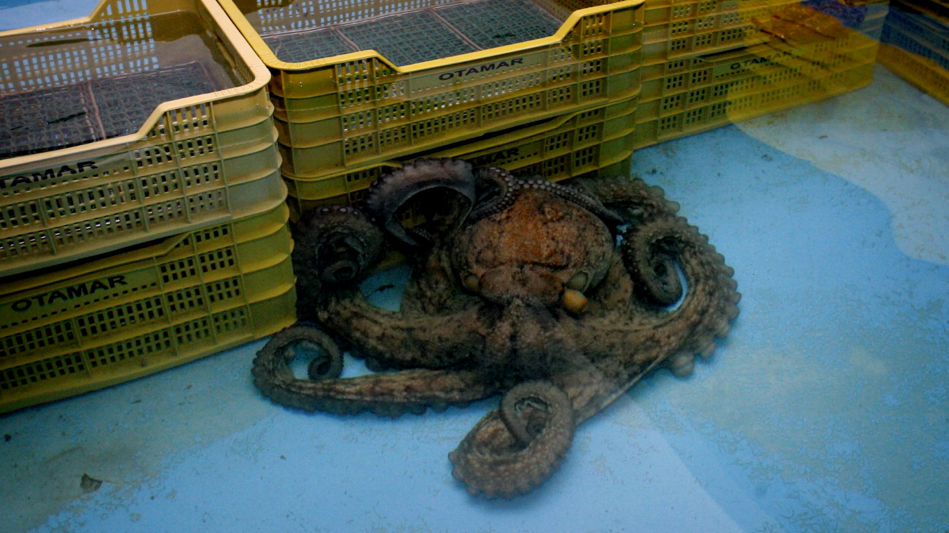 Pulpo en condiciones de cautiverio